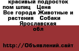 красивый подросток пом шпиц › Цена ­ 30 000 - Все города Животные и растения » Собаки   . Ярославская обл.